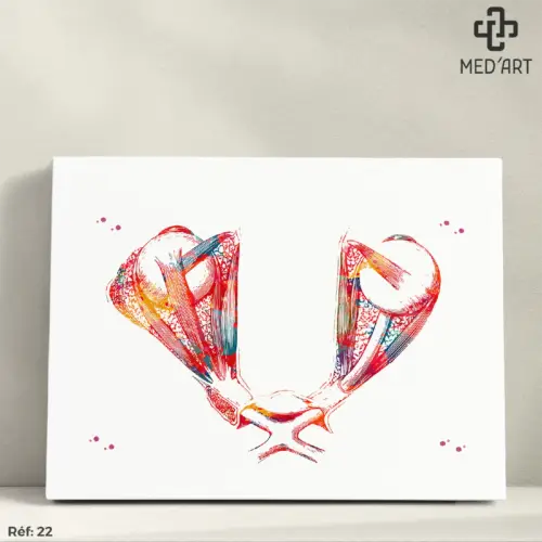 Tableau Oeil Muscles 22