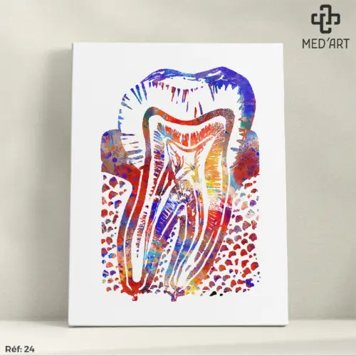 Tableau Coupe d'une Molaire (Dent) 24