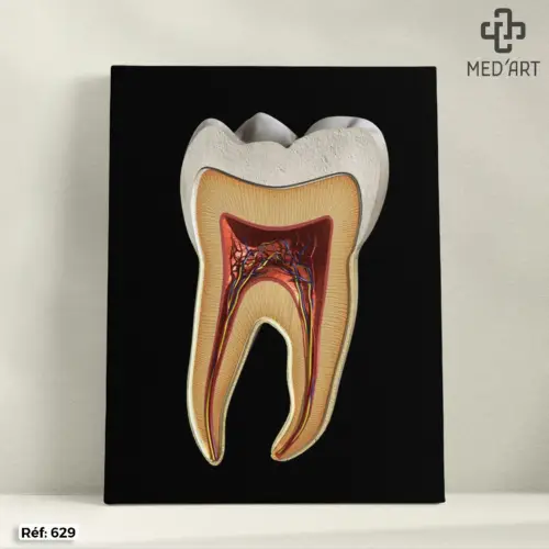 Tableau Coupe d'une Molaire (Dent) 629