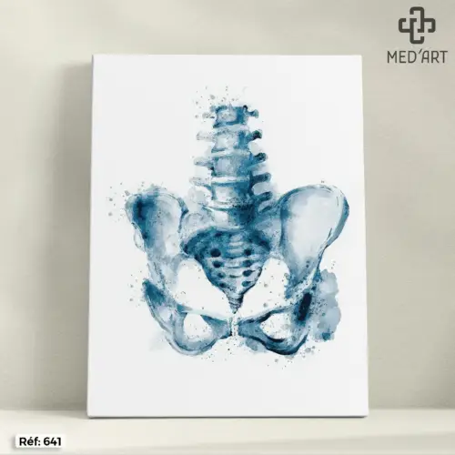 Tableau Pelvis - Bassin 641