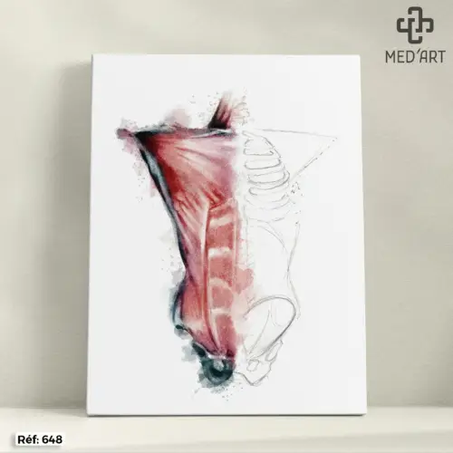 Tableau Muscles Abdominaux 648