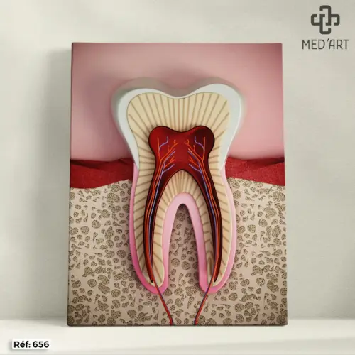 Tableau Vascularisation d'une Dent 656