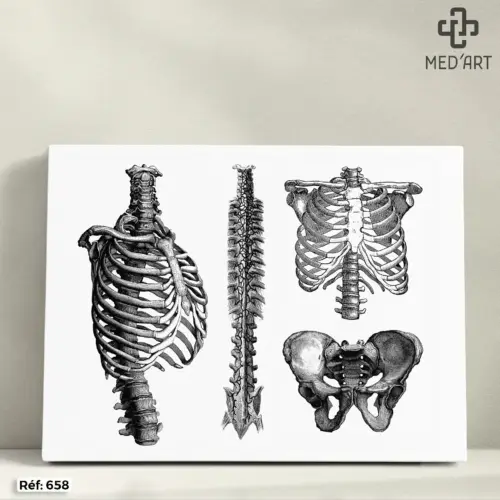 Tableau Le Rachis, Thorax et Pelvis 658