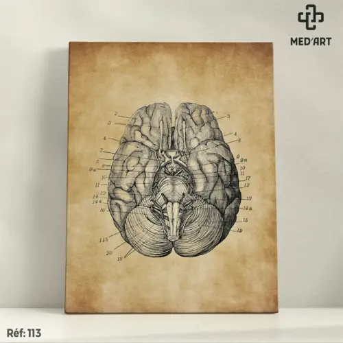 Tableau Émergence des Nerfs Crâniens - Face Inférieure du Cerveau 113