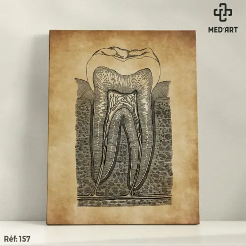 Tableau Innervation de la dent 157