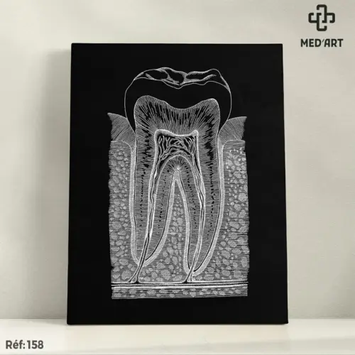 Tableau Innervation de la dent 158