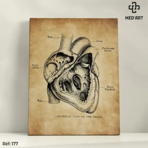Tableau Section Transversale du Coeur 177