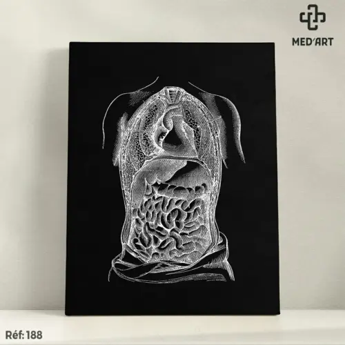 Tableau Cavité Thoracique et Abdominale 188