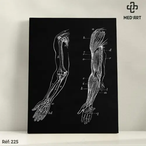 Tableau Os et Muscle du Bras 225