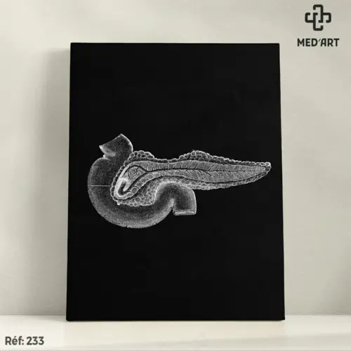 Tableau Pancréas 233