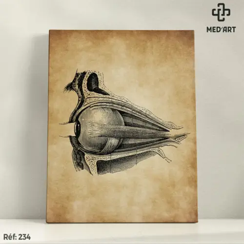 Tableau Muscles Oculomoteurs de Oeil 234