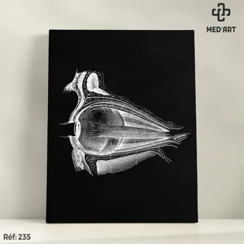 Tableau Muscles Oculomoteurs de Oeil 235