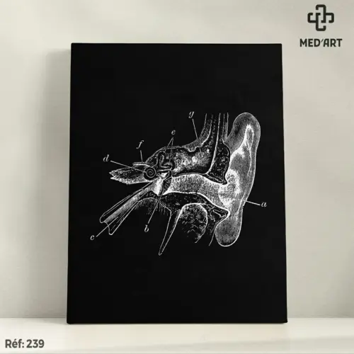 Tableau Système Auditif  – Oreille 239