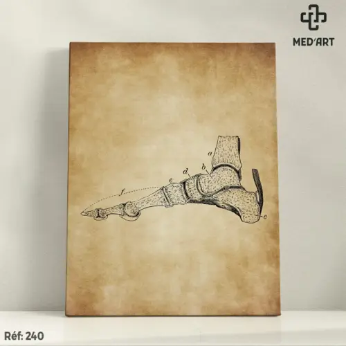Tableau Os du Pied de Profil 240