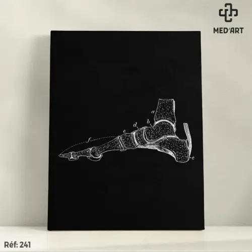 Tableau Os du Pied de Profil 241
