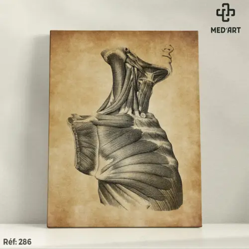 Tableau Muscles Pectoraux et Muscles du Cou 286