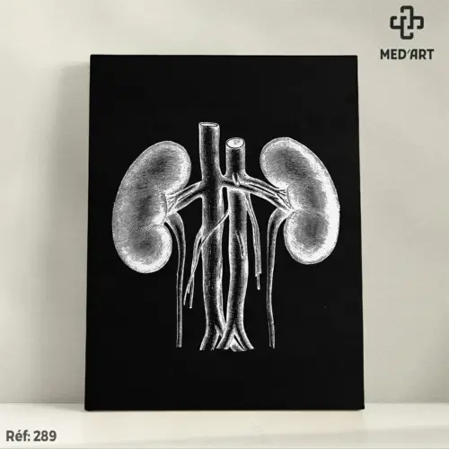 Tableau Reins et Vascularisation 289