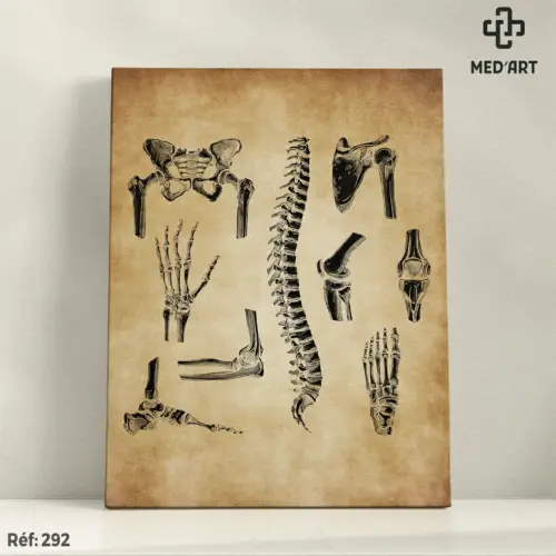 Tableau Divers Articulations et Os 292