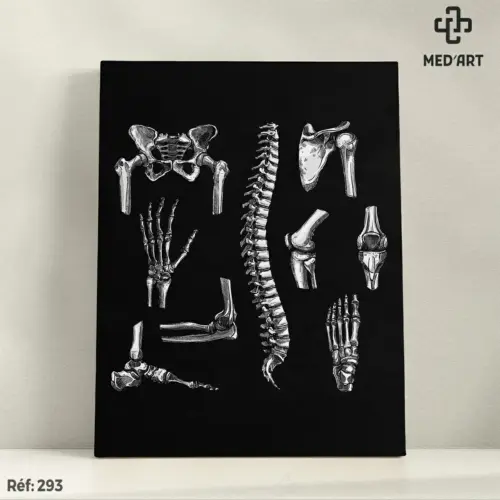 Tableau Divers Articulations et Os 292-1
