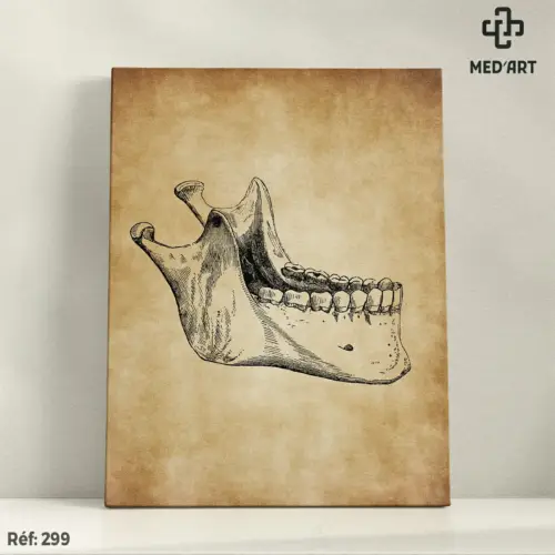 Tableau Mandibule 299