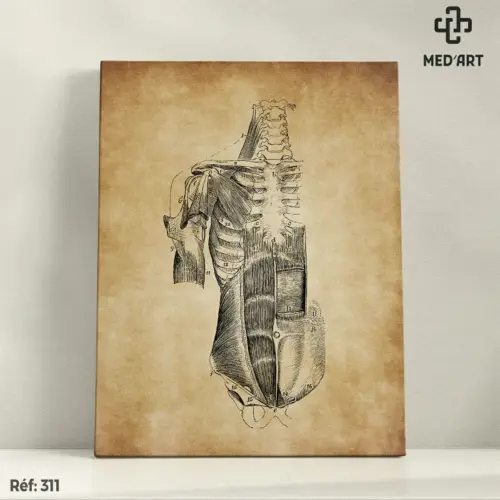Tableau Muscles Abdominaux 311