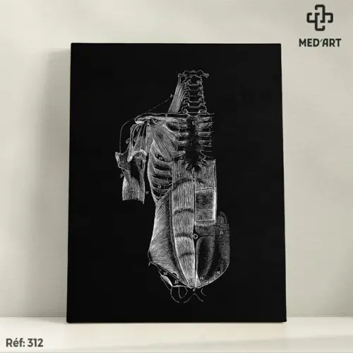 Tableau Muscles Abdominaux 312
