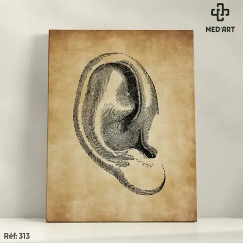 Tableau Oreille 313