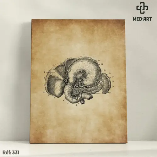 Tableau Bloc Duodeno-Hepatico-Pancreatique Vue inferieur 331