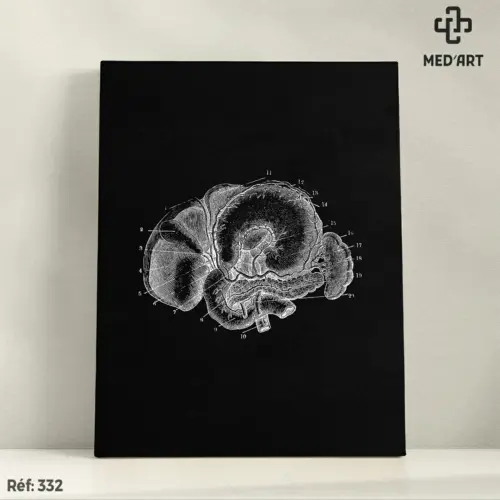 Tableau Bloc Duodeno-Hepatico-Pancreatique Vue inferieur 332
