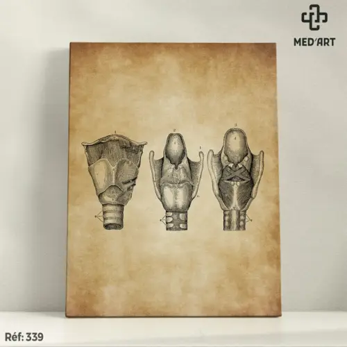 Tableau Larynx 339