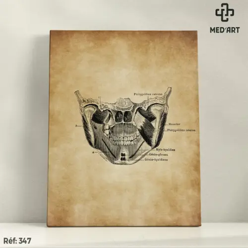 Tableau Muscle Ptérygoïdien Vue Postetrieur 347