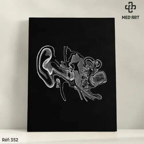 Tableau Système Auditif  – Oreille 352