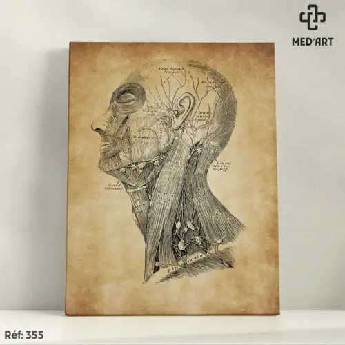 Tableau Muscles du Cou et du visage - Système Lymphatique 355