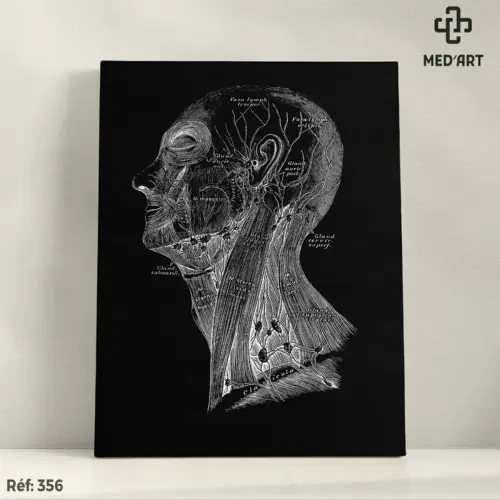 Tableau Muscles du Cou et du visage - Système Lymphatique 356