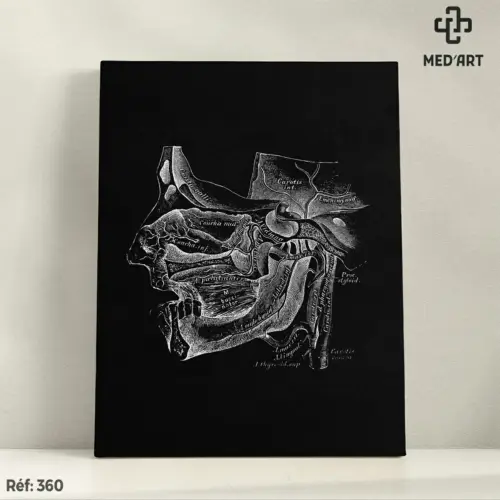 Tableau Vascularisation de la Cavité Buccale 360