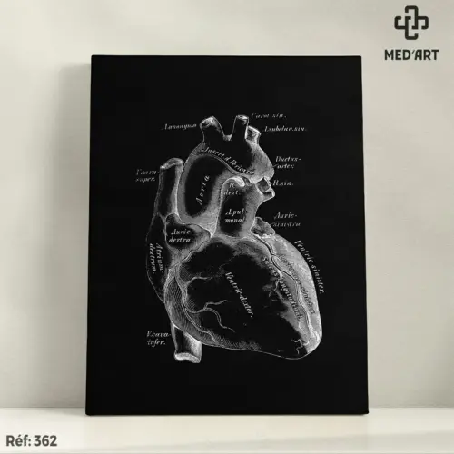Tableau Anatomie du Coeur 362