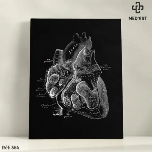 Tableau Section Transversale du Coeur 364