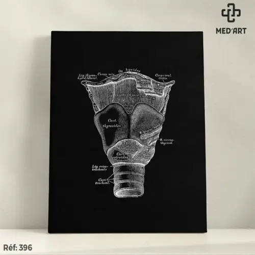 Tableau Larynx 396