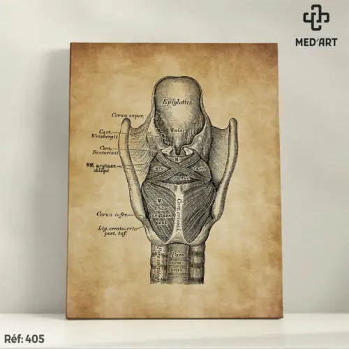 Tableau Larynx 405