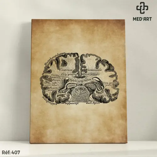 Tableau Coupe Frontale du Cerveau 407