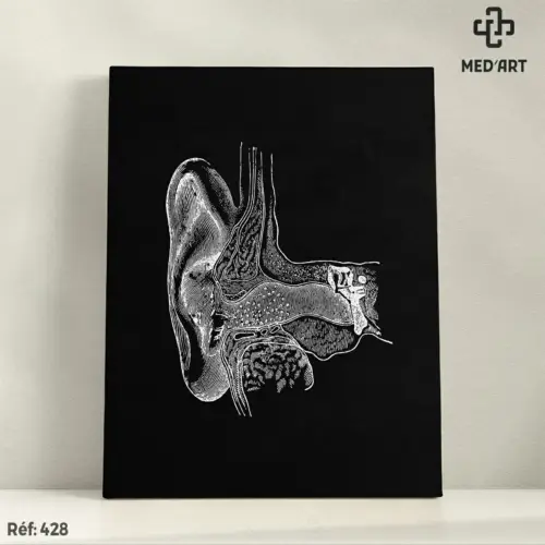Tableau Oreille Externe - Conduit Auditif Externe 428
