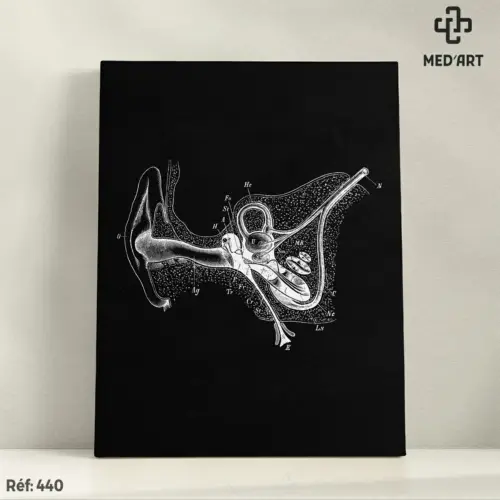 Tableau Système Auditif - Oreille 440