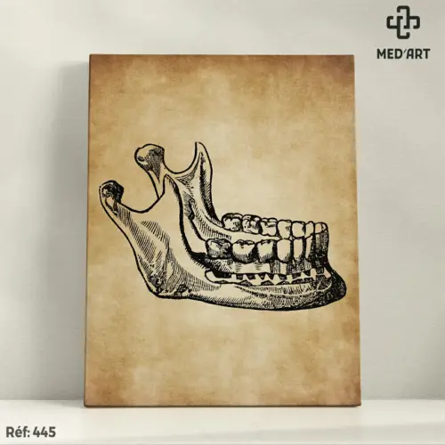 Tableau Mandibule 445