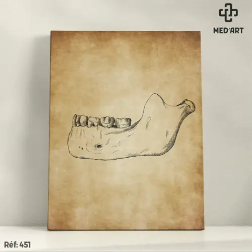 Tableau Mandibule 451