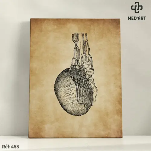 Tableau Testicule 453