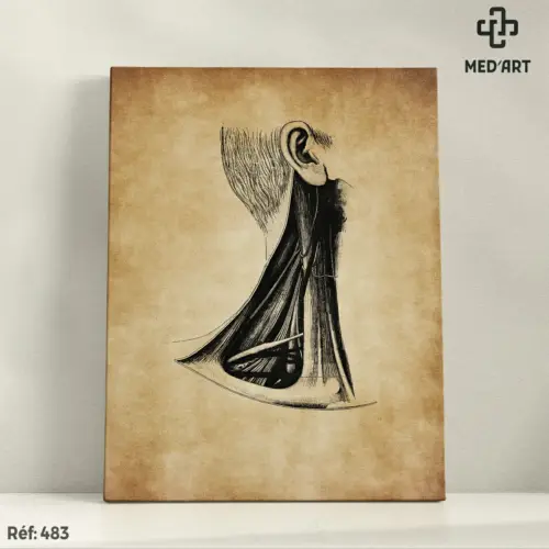 Tableau Muscles du Cou 483