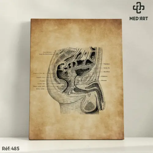 Tableau Région Périnéale Homme 485
