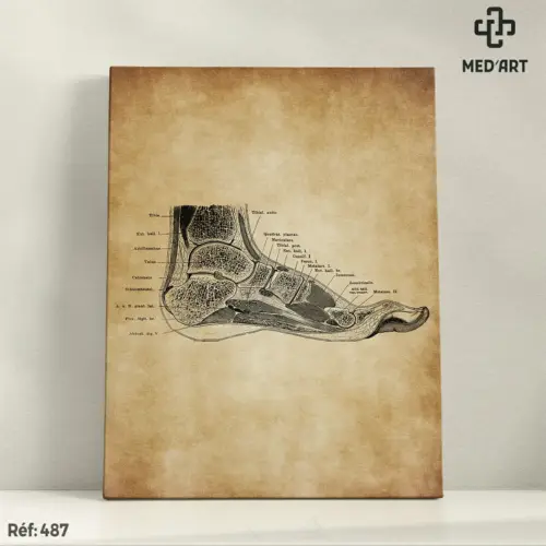 Tableau Anatomie du Pied de Profil 487