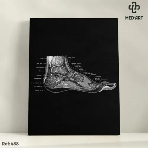 Tableau Anatomie du Pied de Profil 488