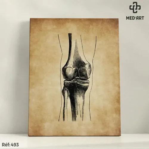 Tableau Articulation du Genou 493